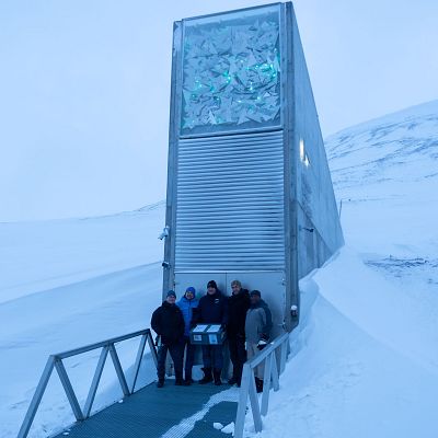 El olivo entra en el 'Arca de Noé' de las semillas - Escuchar ahora