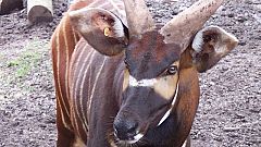 La máscara facial del bongo de montaña