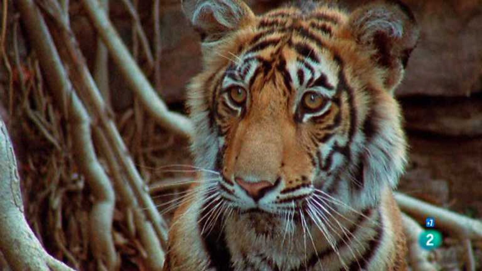 Grandes documentales - Machli: La reina de los tigres - ver ahora