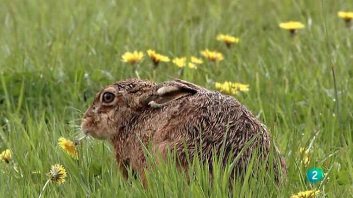 Grandes documentales - Alemania salvaje 4: Ríos y lagos