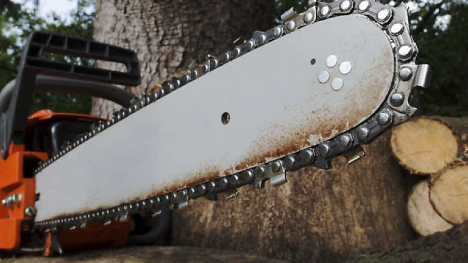 Docufilia - Peligro: tala ilegal - ver ahora