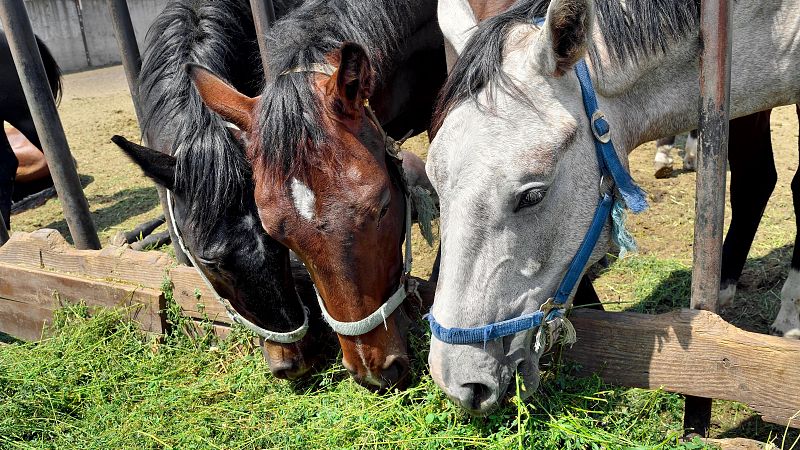 La guerra de Irán bloquea las exportaciones españolas de alfalfa | Ver