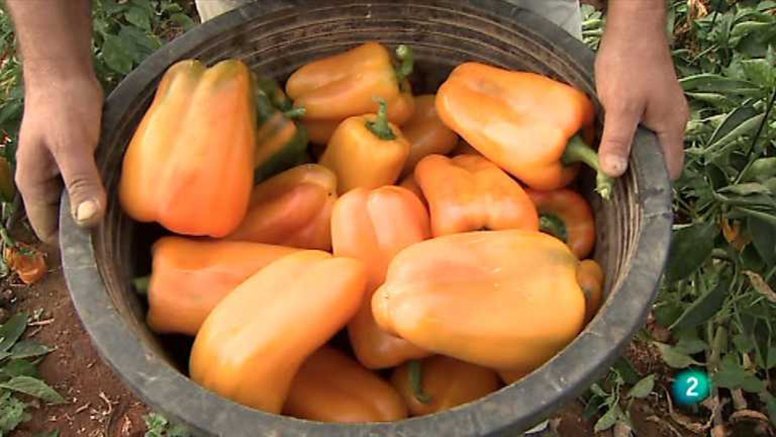 Agrosfera - 23/02/13 - ver ahora