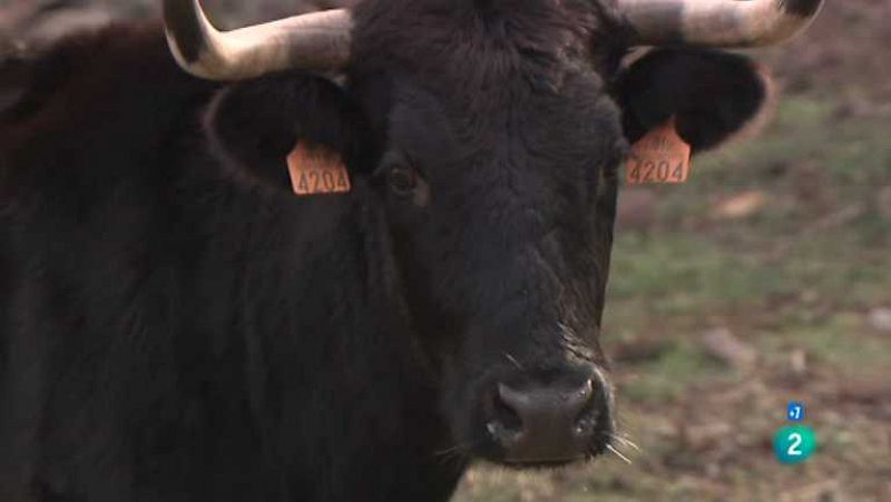  Tendido cero - 23/02/13 - ver ahora