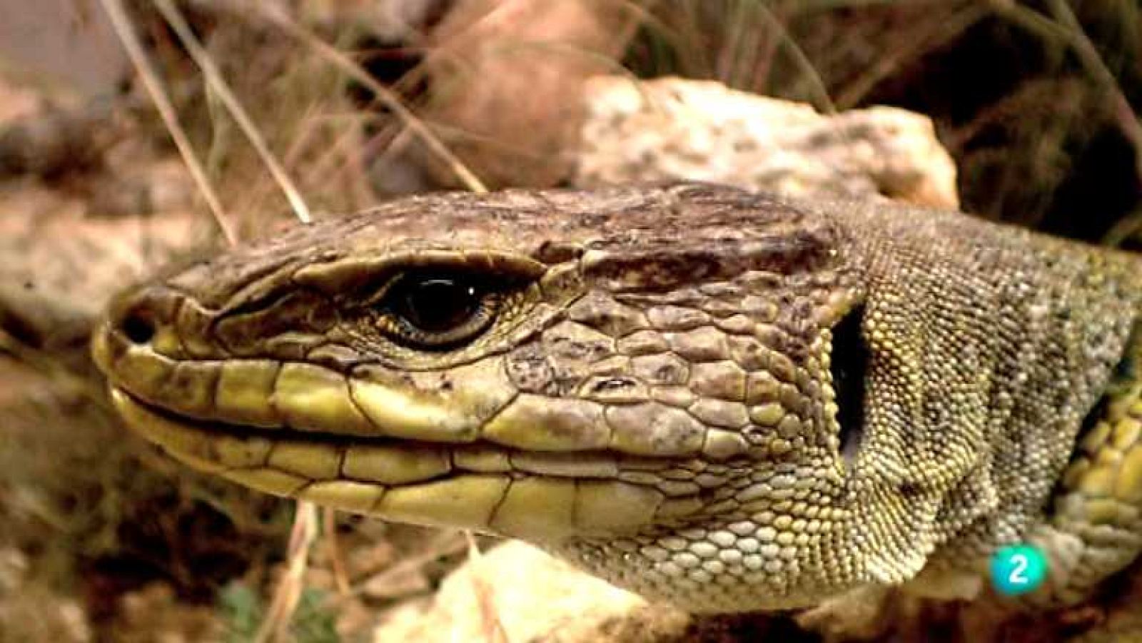 Biodiario - 24/02/13 - ver ahora