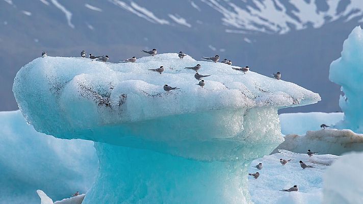 Somos documentales - Islandia. El despertar de la vida - Somos Documentales | Ver documental