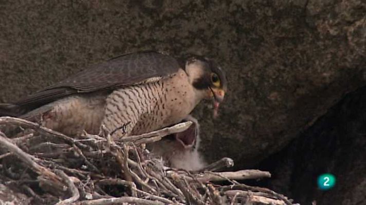 Biodiario - Biodiario - 25/02/13