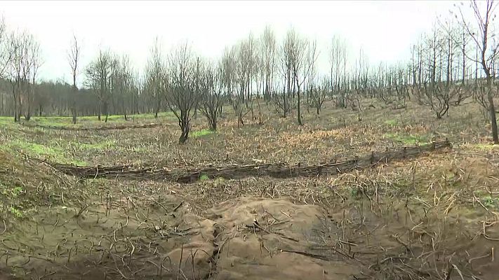Recuperación de montes en Ourense: técnicas contra la erosión | Ver