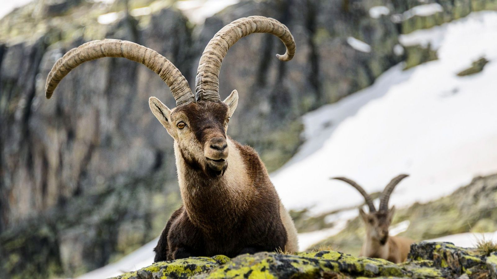 Jerte. Vida salvaje en el valle de los cerezos - Episodio 1 - Jerte. Vida salvaje en el valle de los cerezos | Ver