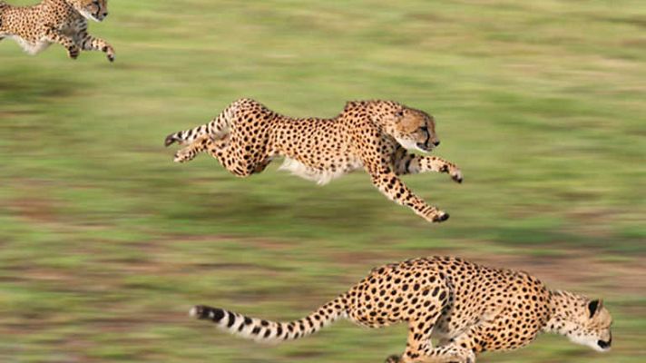 Grandes documentales - Depredadores de La Sabana