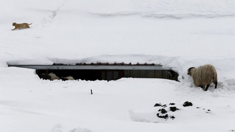 Nevadas en todas las provincias de Andalucía 