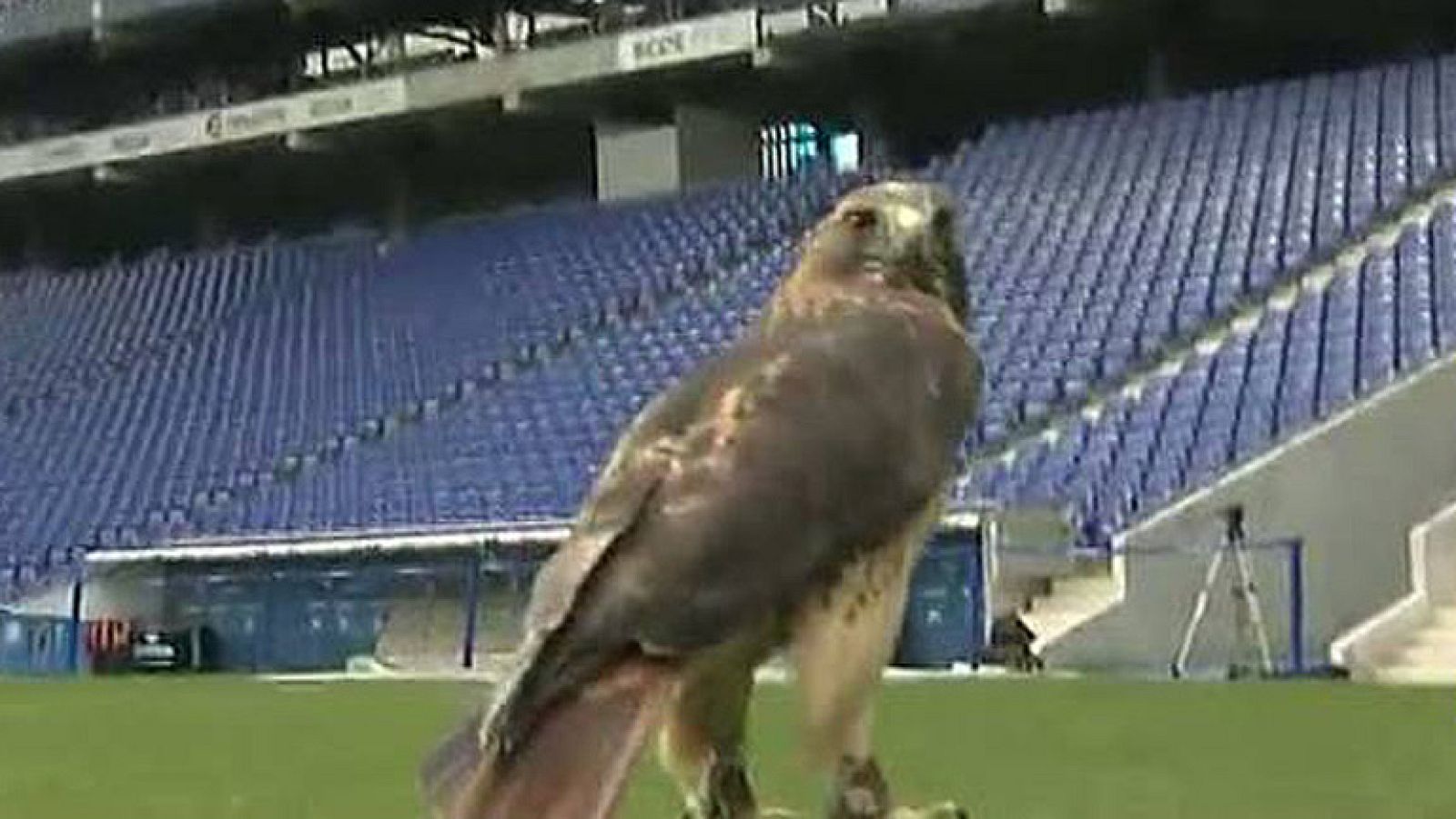 Halcones en Cornellà-El Prat | Ver