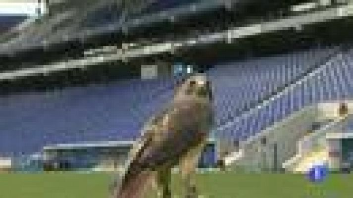 Telediario 1 - Halcones en Cornellà-El Prat