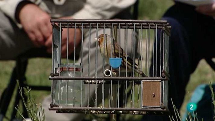 Jara y sedal - El arte del silvestrismo