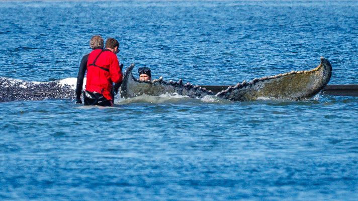 José Luis Crespo de la Fundación Oceanogràfic: \"el varamiento compromete mucho la supervivencia de la ballena\"