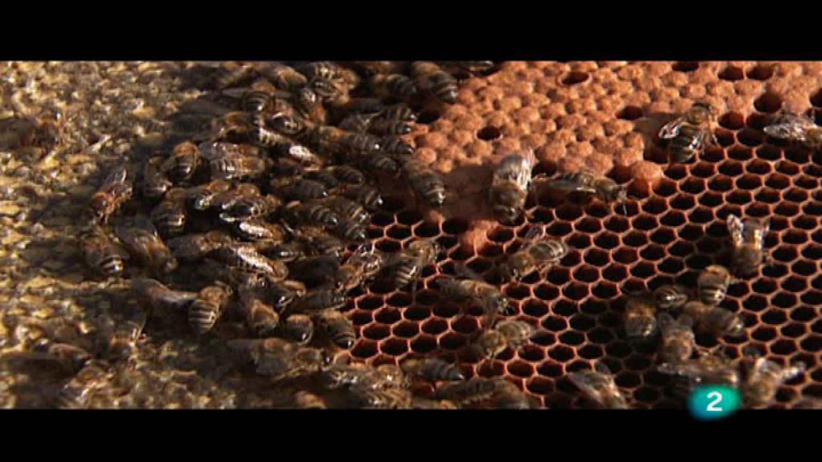 El escarabajo verde: Un mundo sin abejas | RTVE Play