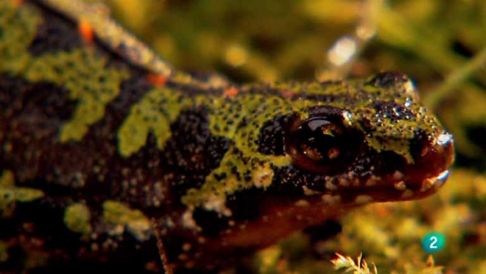 Biodiario - 04/03/13 - ver ahora