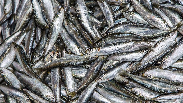 Ya está en marcha la campaña de pesca de la sardina ibérica | Ver