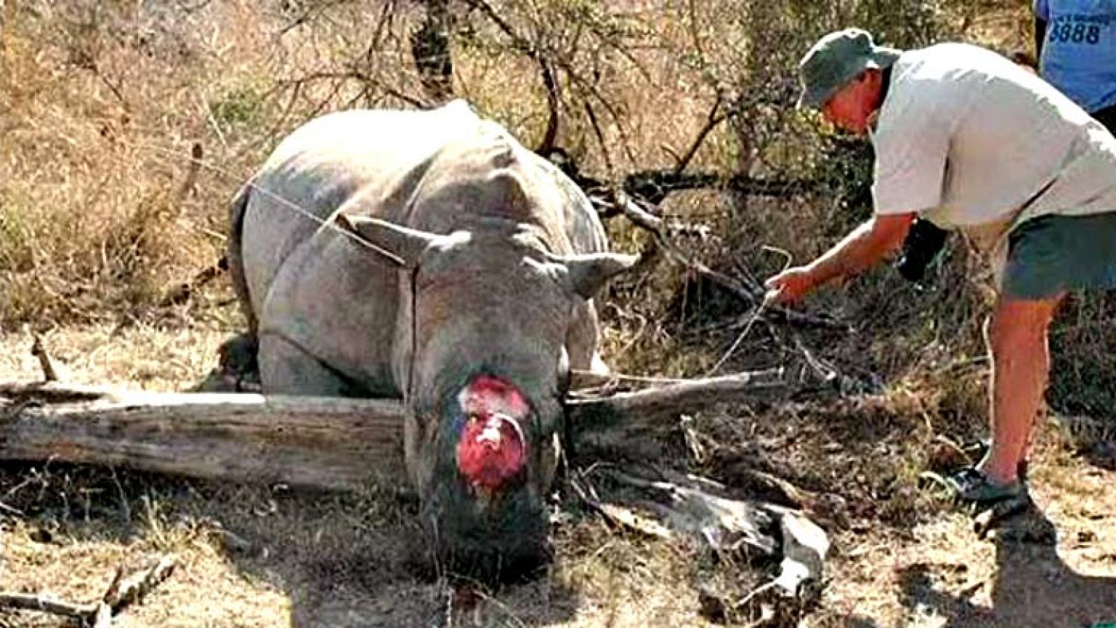 MERCADO NEGRO MARFIL TAILANDIA