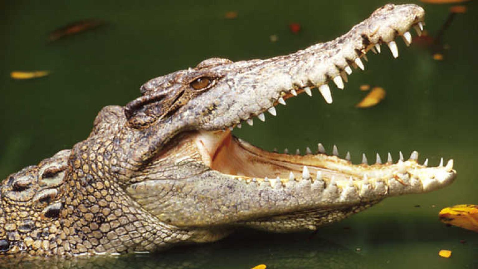 Grandes documentales - El rey cocodrilo - ver ahora