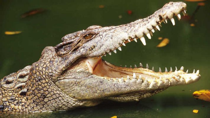 Grandes documentales - El rey cocodrilo