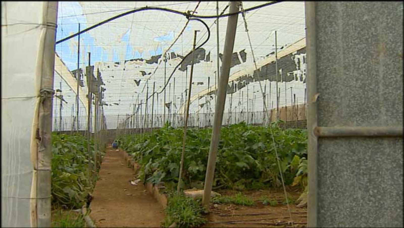 + Canarias - 05/03/13 - +Canarias | Ver