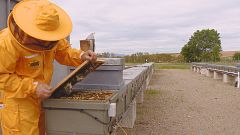 Criar abejas reina en parque solares en La Rioja