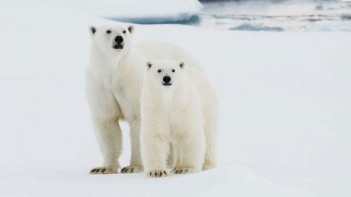 Nueva campaña de Greenpeace