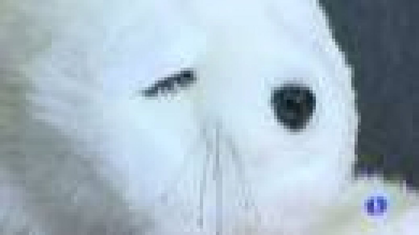 Un robot con apariencia de peluche de foca se utiliza para diferentes terapias en un centro de mayores