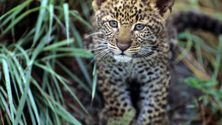 Vida junto a los grandes felinos