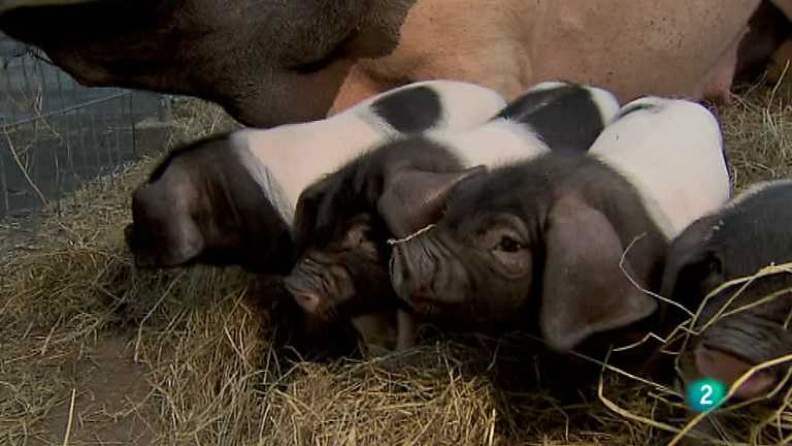 Biodiario - 10/03/13 - Ver ahora