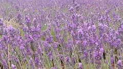 Comienza el Festival de la Lavanda en Brihuega