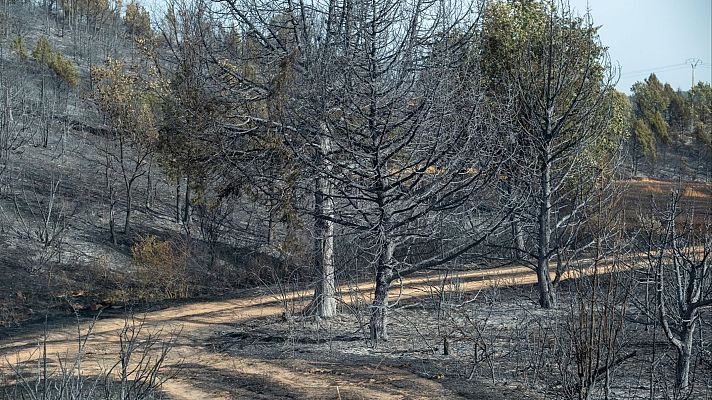 Defensa natural y concienciación en turistas: estrategias contra el fuego | Ver