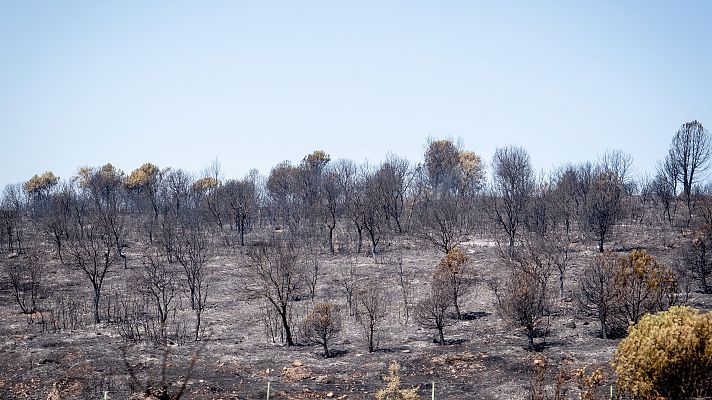 Dos incendios en Madrid se unen y arrasan más de 6.000 hectáreas | Ver