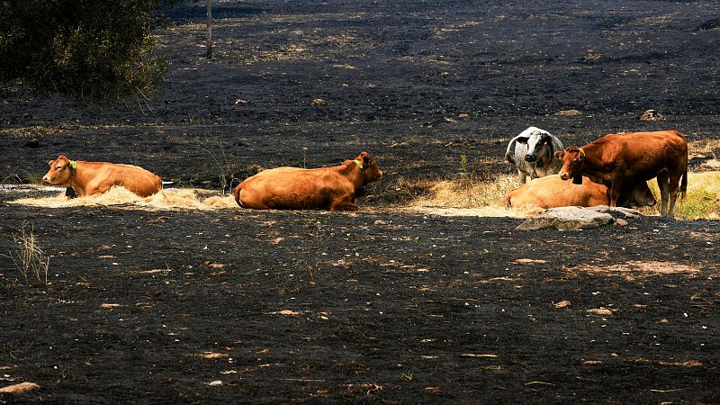 Ganado en una zona afectada por el incendio de Burgohondo, este lunes en las proximidades de La Adrada (Ávila)