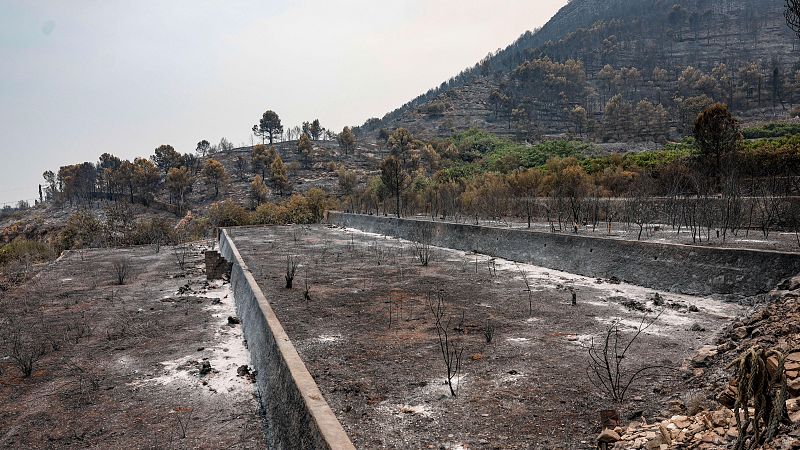 Paisaje devastado por incendio forestal en Castellón, España. Montes y bancales arrasados, cubiertos de ceniza. Árboles calcinados y cielo gris.