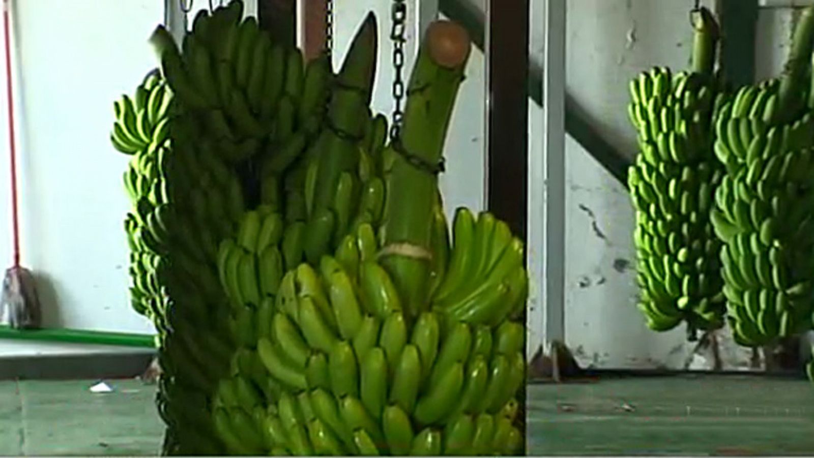 La tarde en 24h: El plátano de Canarias llega a los supermercados del Reino Unido | RTVE Play