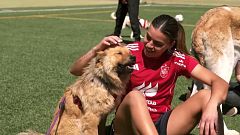 'Dog House' se cuela en la Real Federación Española de Fútbol