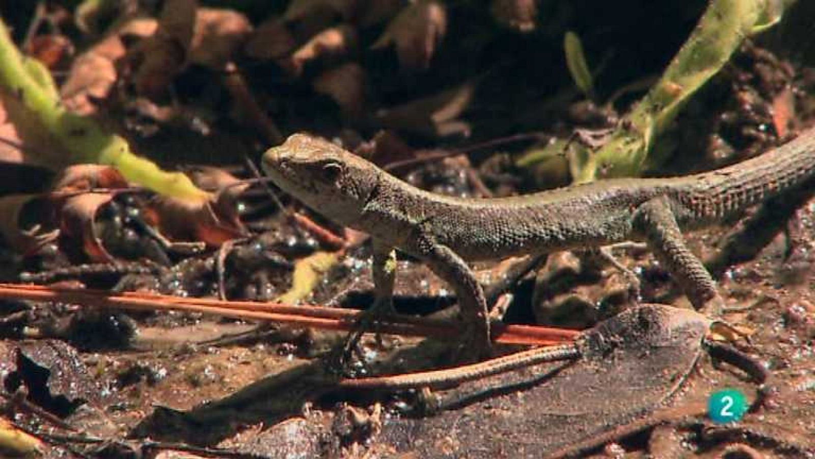 Biodiario - 13/03/13  - Ver ahora