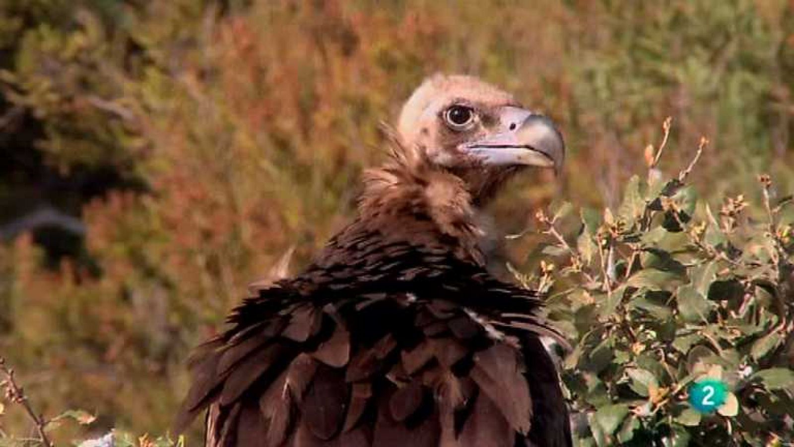 Biodiario - 14/03/13  - Ver ahora