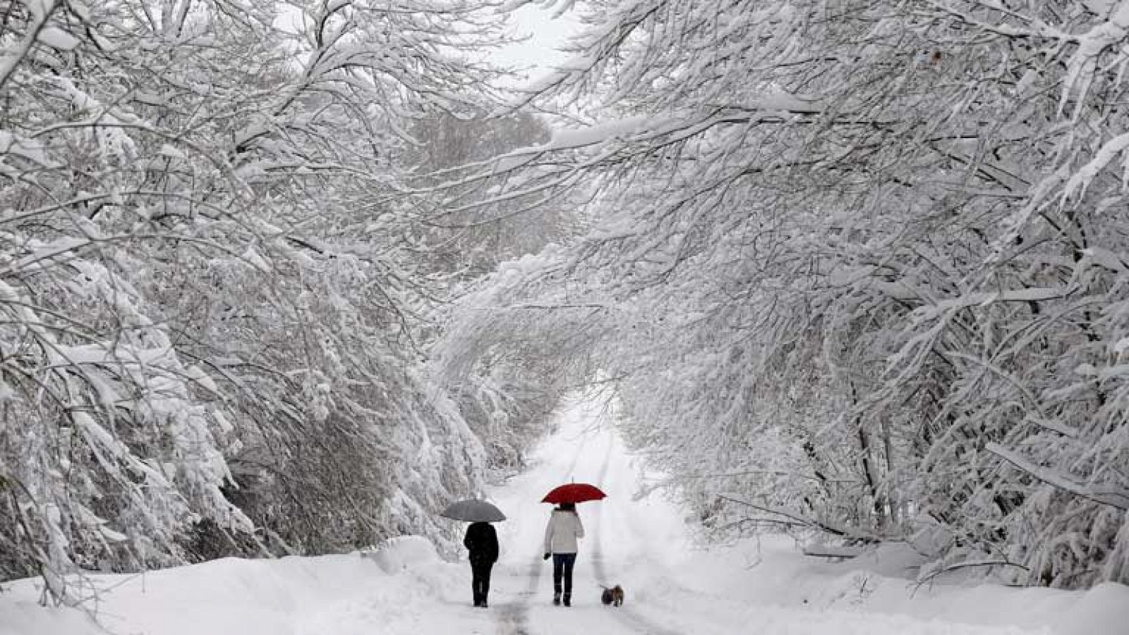 Heladas por las bajas temperaturas