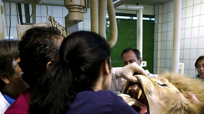 El cirujano que operó al león