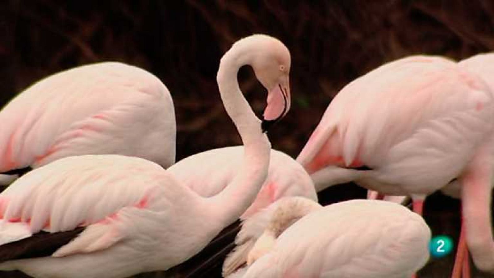 Biodiario - 18/03/13 - ver ahora