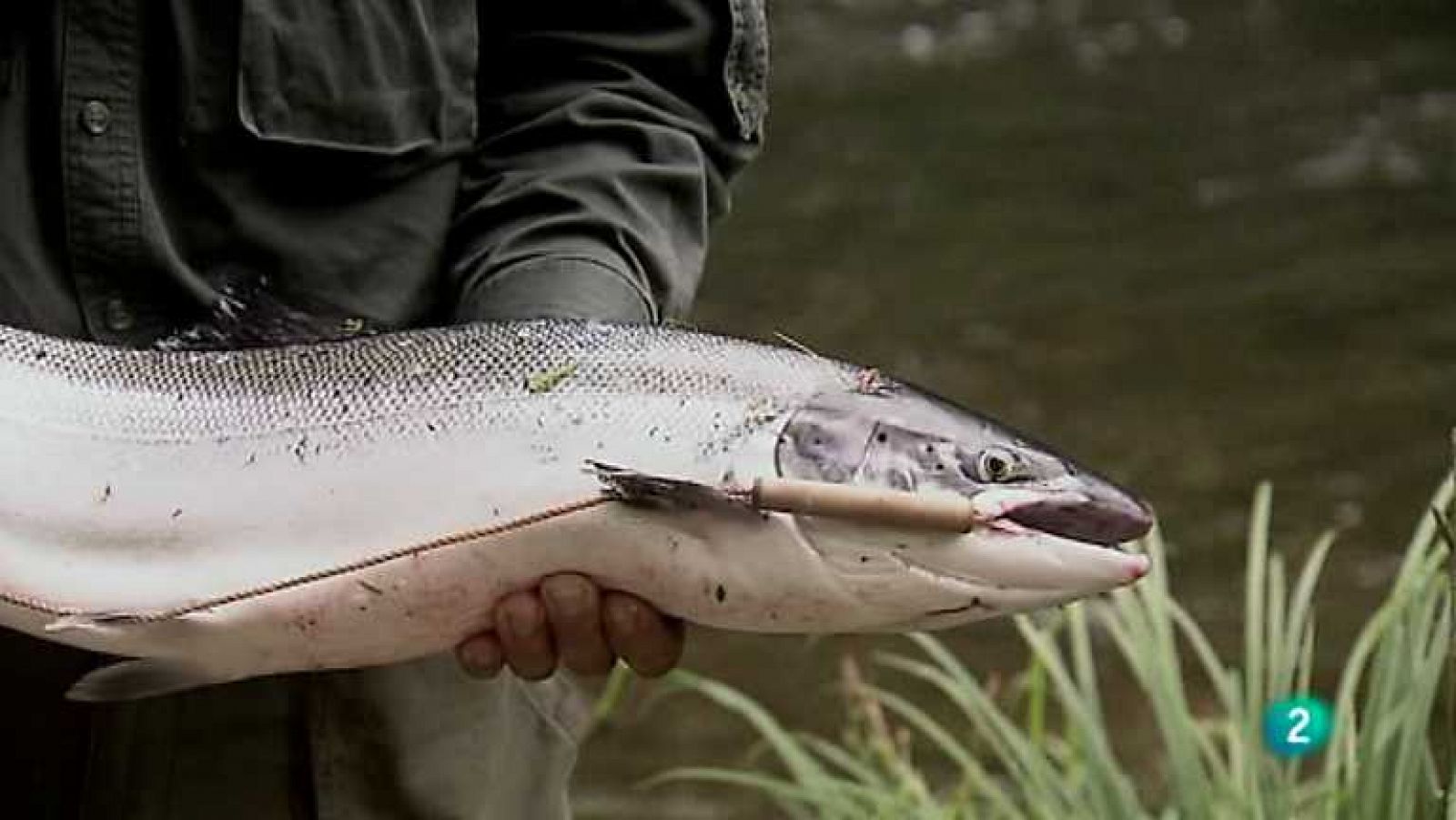 Biodiario - 19/03/13 - Ver ahora