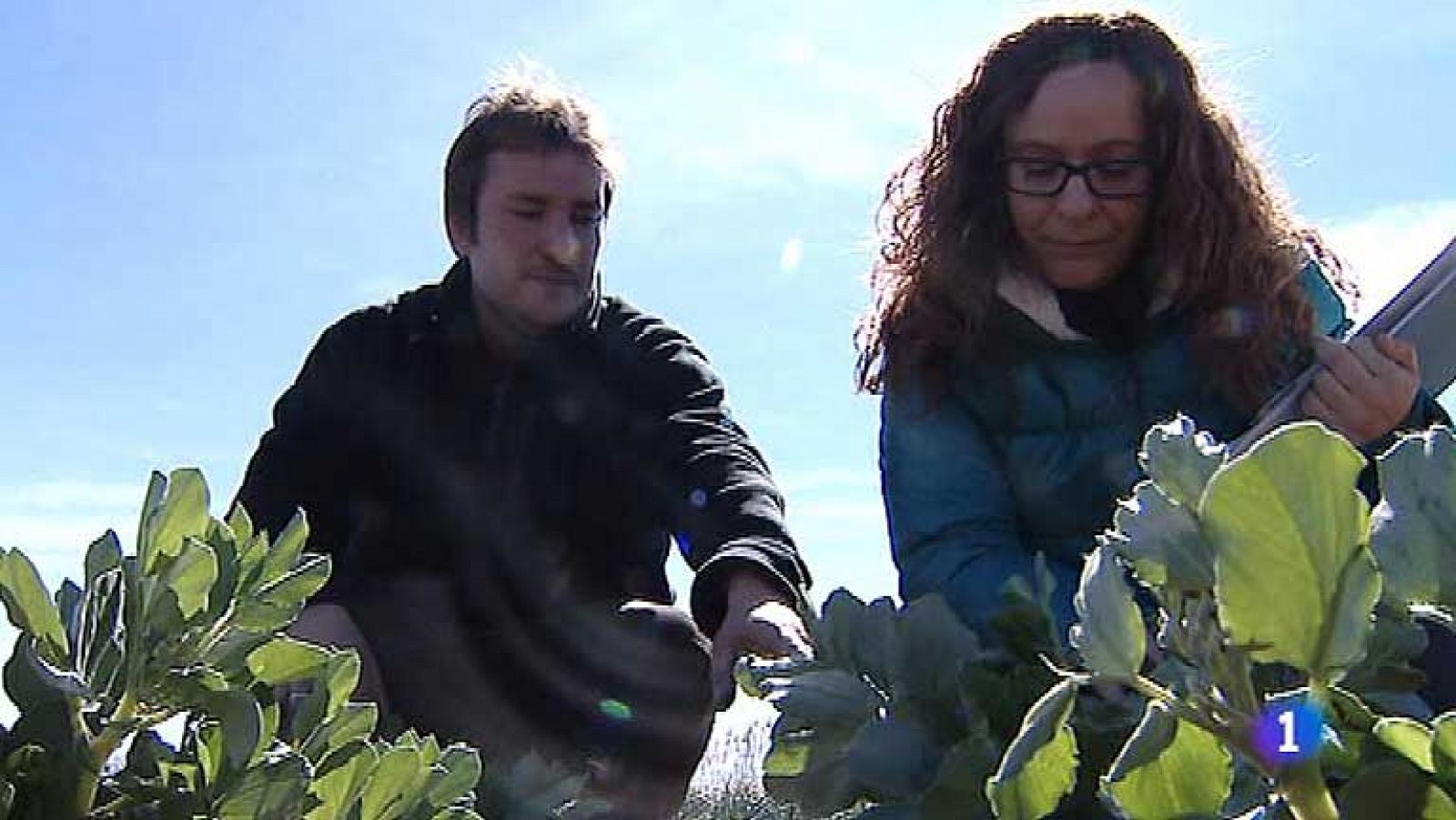 Telediario 1: La agricultura ecológica crece 12%  | RTVE Play