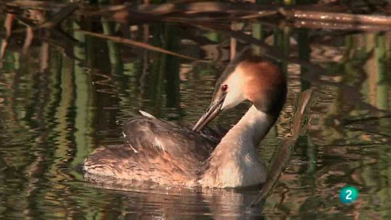 Biodiario - 27/03/13 - Ver ahora
