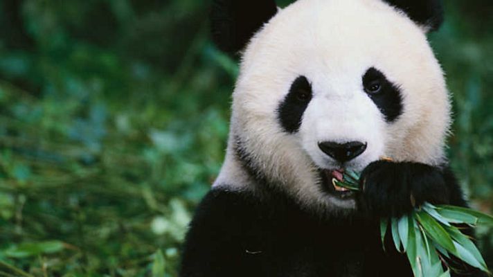 Grandes documentales - Osos: un espía en los bosques