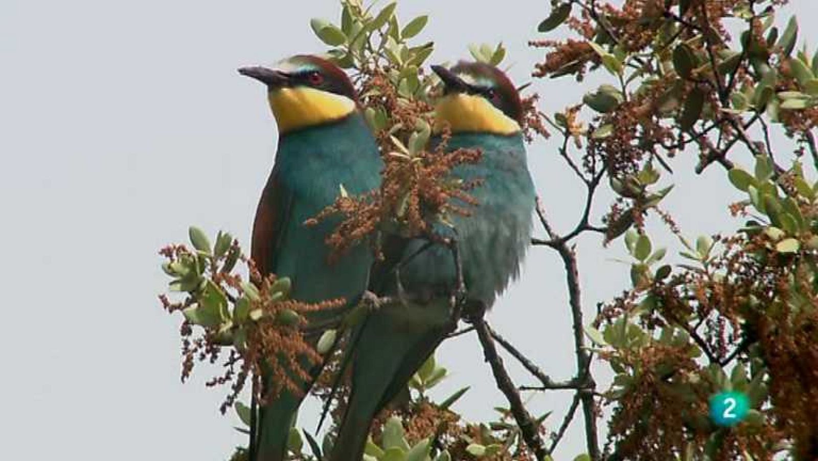 Biodiario - 28/03/13 - ver ahora