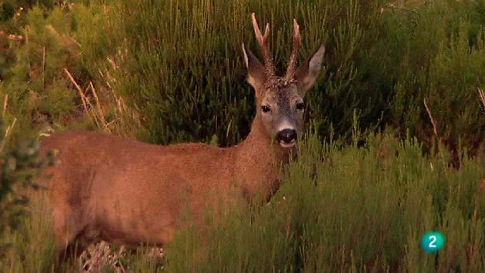Biodiario - 31/03/13 - Biodiario | Ver