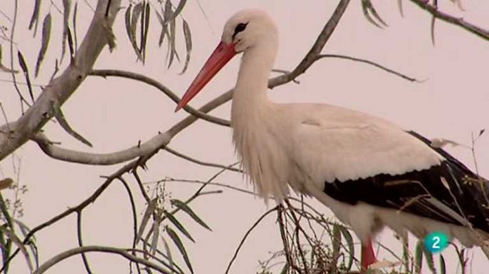 Biodiario - Biodiario - 02/04/13